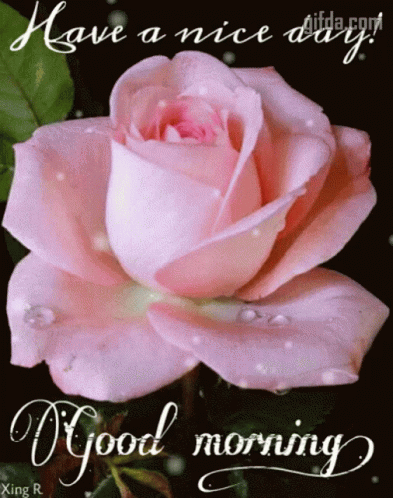 A Pink Rose With The Words Have A Nice Day Good Morning GIF