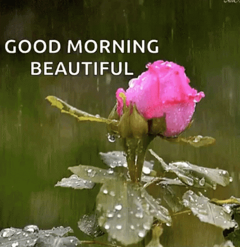 A Pink Rose With Water Drops On It And The Words Good Morning Beautiful On The Bottom GIF