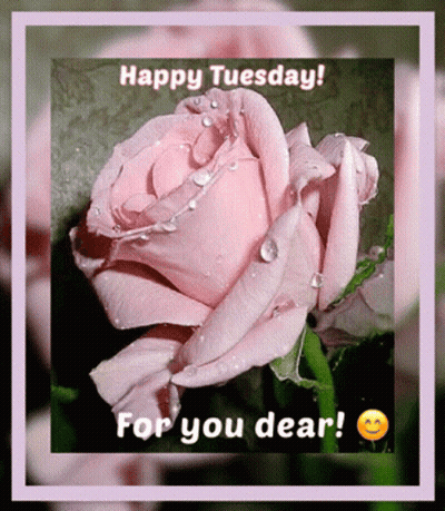 A Pink Rose With Water Drops On It And The Words Happy Tuesday GIF