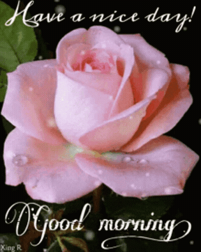 A Pink Rose With Water Drops On It And The Words Have A Nice Day GIF
