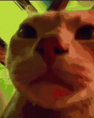 A Pixelated Close Up Of A Cat 'S Face GIF