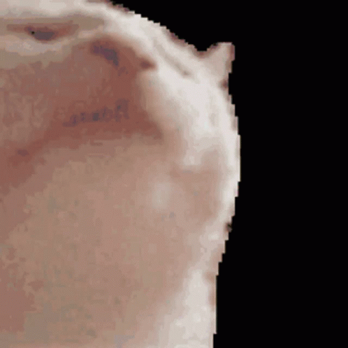 A Pixelated Image Of A Cat 'S Face With A Black Background GIF