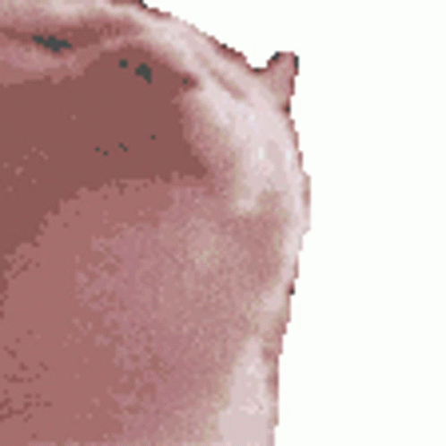 A Pixelated Image Of A Pig 'S Face With A White Background GIF