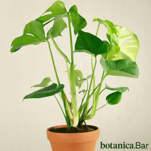 A Plant In A Pot With Botanica.bar Written On The Bottom GIF