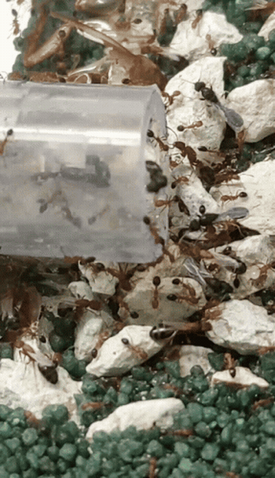 A Plastic Container Filled With Ants Is Sitting On A Pile Of Green Rocks GIF