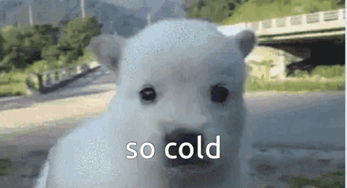 A Polar Bear Cub Is Looking At The Camera With The Words `` So Cold '' Written On The Bottom . GIF