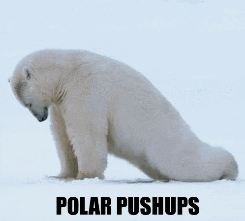A Polar Bear Is Doing Push Ups On The Snow GIF