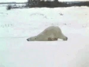 A Polar Bear Is Laying Down In The Snow . GIF