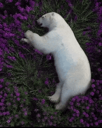 A Polar Bear Is Laying In A Field Of Purple Flowers . GIF