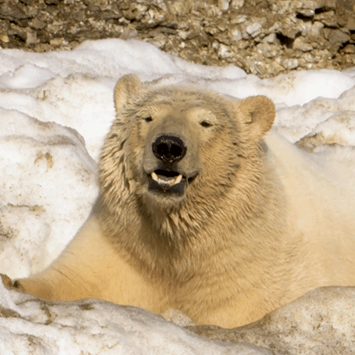 A Polar Bear Is Laying In The Snow And Looking At The Camera GIF