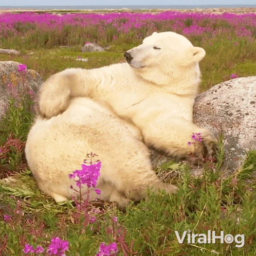 A Polar Bear Is Laying On A Rock In A Field Of Purple Flowers With The Words Viralhog Below It GIF