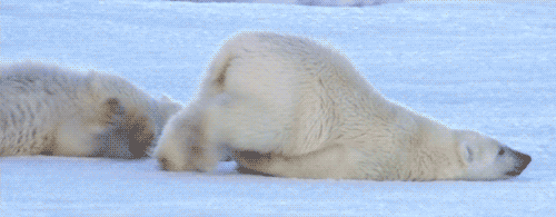 A Polar Bear Is Laying On Its Back In The Snow Looking Down GIF