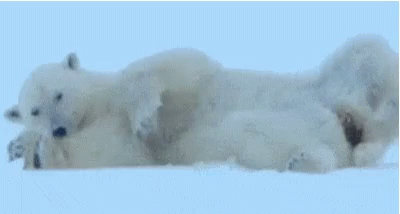 A Polar Bear Is Laying On Its Back In The Snow With Two Cubs . GIF