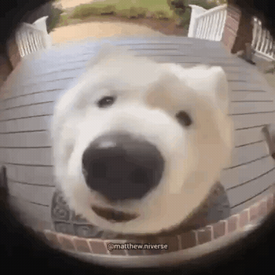 A Polar Bear Is Looking At The Camera Through A Doorbell Camera . GIF