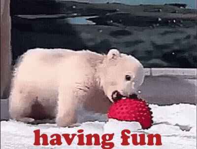 A Polar Bear Is Playing With A Red Ball With The Words Having Fun Written Below It GIF