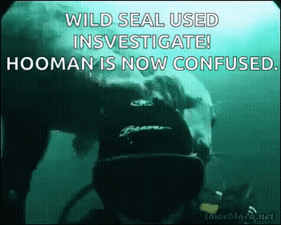 A Polar Bear Is Swimming In The Ocean With A Scuba Diver . GIF