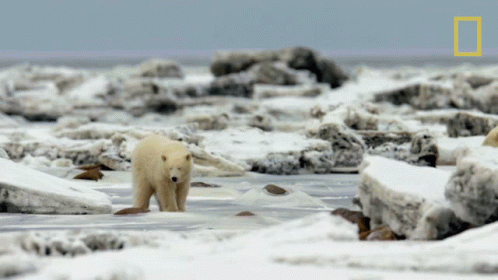A Polar Bear Is Walking Across A Snowy Field GIF
