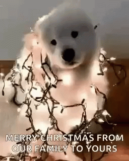 A Polar Bear Is Wrapped In Christmas Lights . GIF