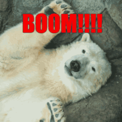 A Polar Bear Laying On Its Back With The Word Boom In Red Letters GIF