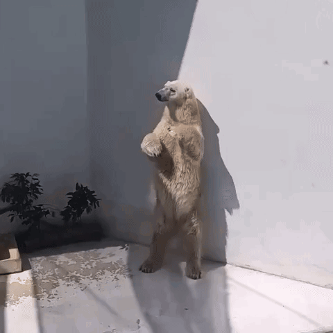 A Polar Bear Standing On Its Hind Legs Against A Wall GIF