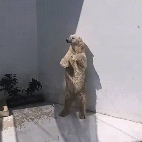 A Polar Bear Standing On Its Hind Legs In Front Of A Wall GIF