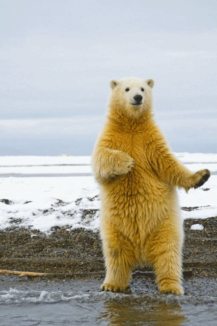 A Polar Bear Standing On Its Hind Legs On A Beach GIF