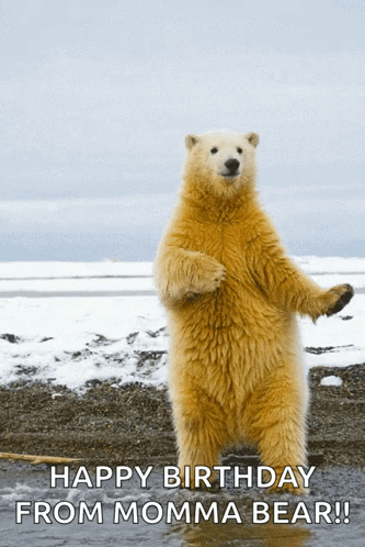 A Polar Bear Standing On Its Hind Legs With The Words Happy Birthday From Momma Bear On The Bottom GIF