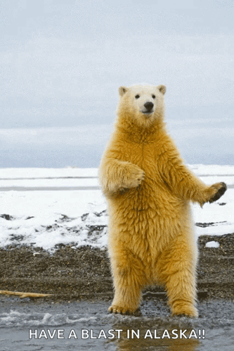 A Polar Bear Standing On Its Hind Legs With The Words Have A Blast In Alaska Written Below It GIF