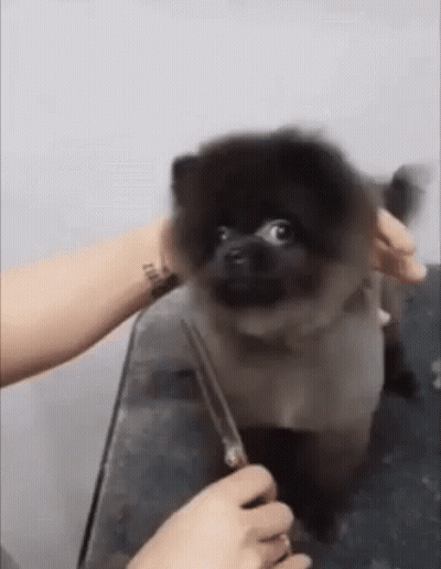 A Pomeranian Dog Is Being Groomed By A Person . GIF