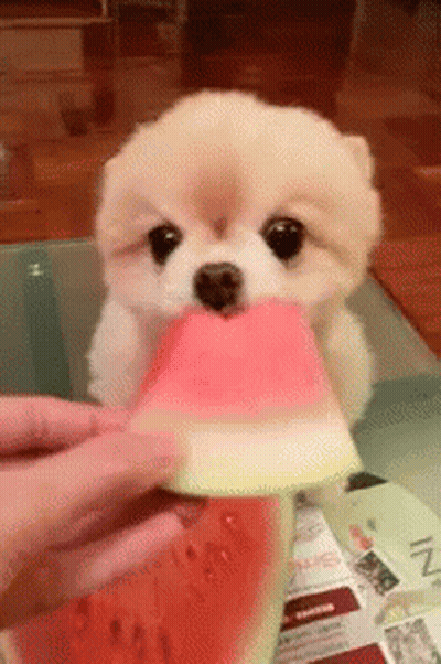 A Pomeranian Dog Is Eating A Slice Of Watermelon GIF