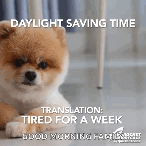 A Pomeranian Dog Is Laying Down On The Floor With The Caption Daylight Saving Time Translation Tired For A Week Good Mor GIF