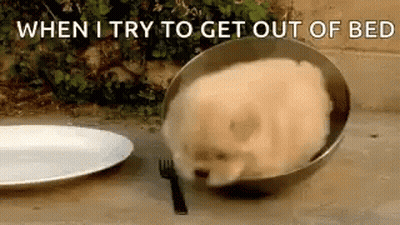 A Pomeranian Dog Is Laying In A Bowl Next To A Plate And Fork . GIF