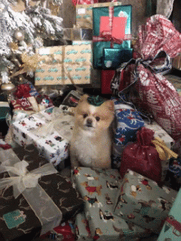 A Pomeranian Dog Is Sitting On A Pile Of Christmas Presents GIF