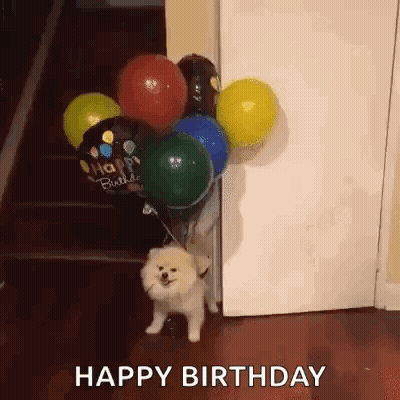 A Pomeranian Dog Is Standing Next To A Bunch Of Balloons And A Door . GIF
