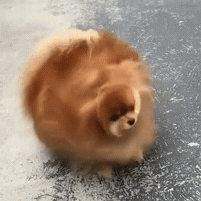 A Pomeranian Dog Is Standing On A Concrete Floor . GIF