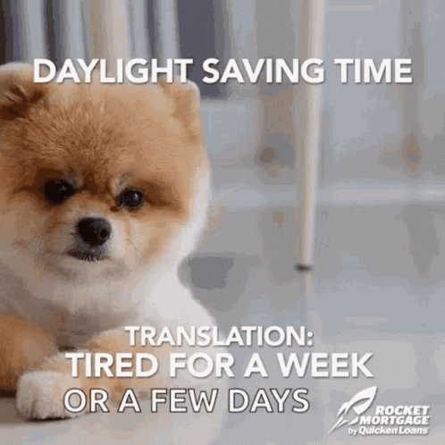 A Pomeranian Dog Laying On The Floor With The Words Daylight Saving Time Translated Tired For A Week Or A Few Days GIF