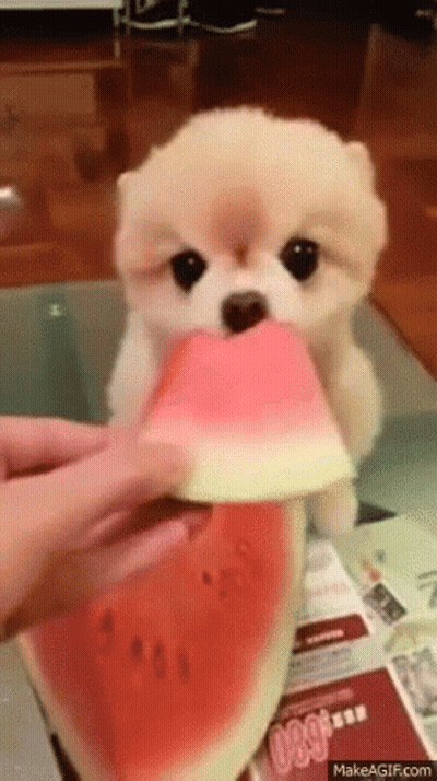A Pomeranian Puppy Is Eating A Slice Of Watermelon On A Table . GIF