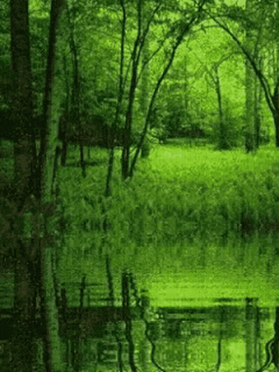 A Pond In The Middle Of A Forest With Trees Reflected In The Water . GIF