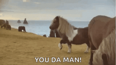 A Pony Is Standing On Its Hind Legs On A Sandy Beach Next To The Ocean . GIF