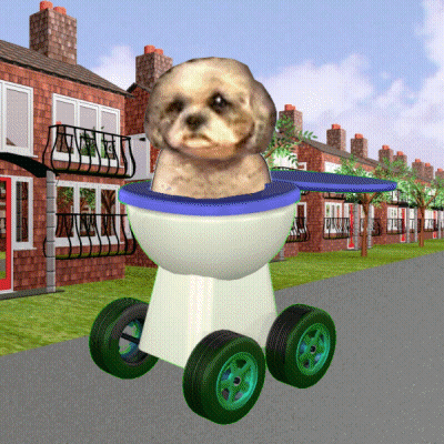 A Poodle Is Sitting In A Toilet With Wheels GIF