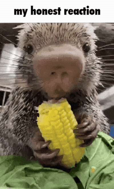 A Porcupine Is Eating A Piece Of Corn On The Cob With The Caption My Honest Reaction GIF