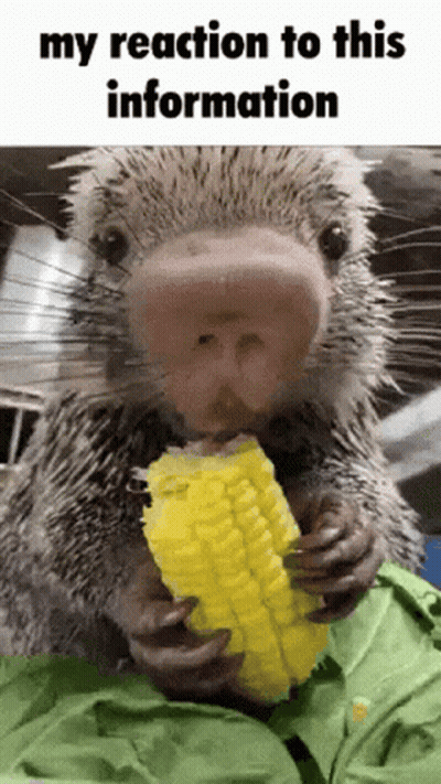 A Porcupine Is Eating Corn On The Cob With The Caption My Reaction To This Information GIF