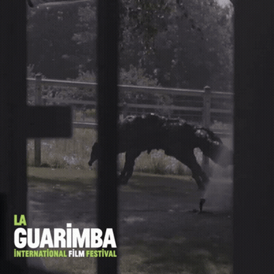A Poster For La Guarimba International Film Festival Showing A Horse GIF