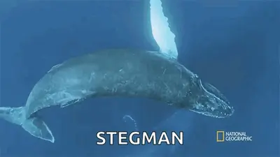 Whale GIFs
