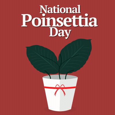 A Poster For National Poinsettia Day With A Potted Poinsettia On A Red Background GIF