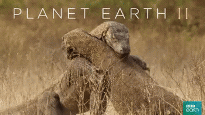 A Poster For Planet Earth Ii Showing Two Lizards Fighting GIF
