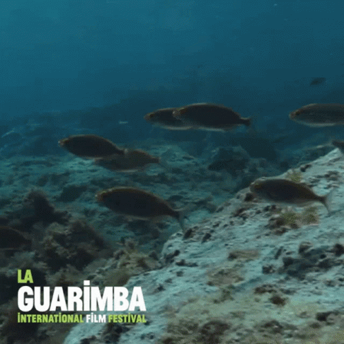 A Poster For The La Guarimba International Film Festival Shows A Group Of Fish Swimming In The Ocean GIF