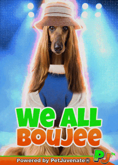 A Poster For We All Boujee Shows A Dog In A Hat GIF