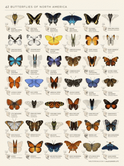 A Poster Of 42 Butterflies Of North America With Their Numbers GIF