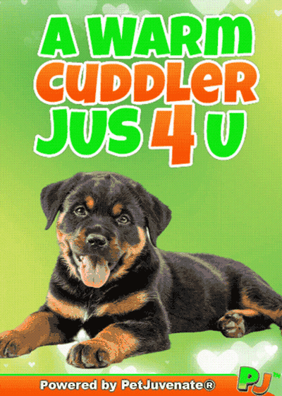A Poster That Says A Warm Cuddler Jus 4 U With A Picture Of A Dog GIF